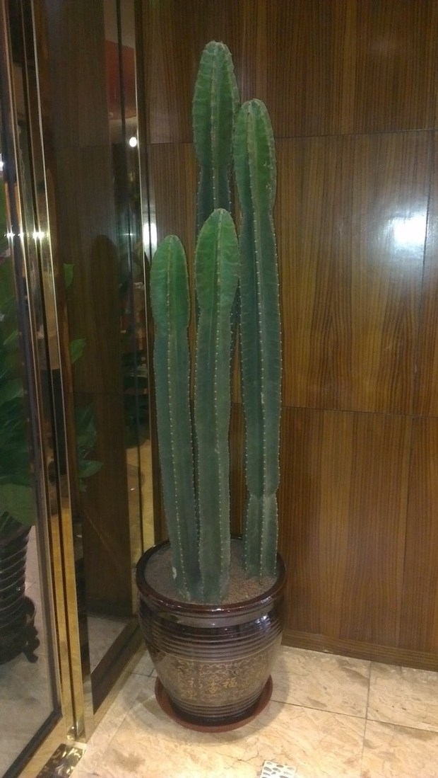 抗防辐射植物仙人柱盆栽量天尺盆栽花苗擎天柱盆栽净化空气