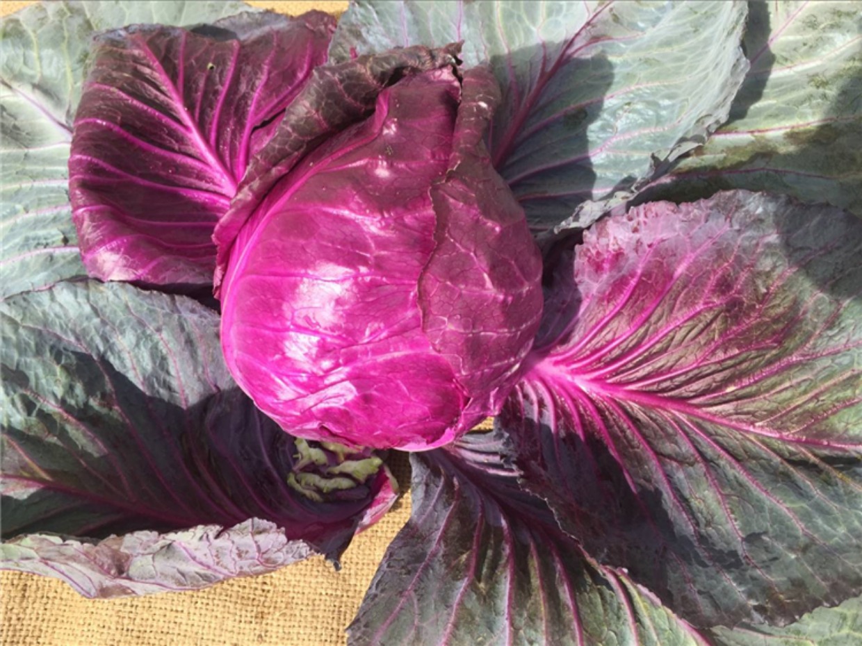 紫甘蓝卷心菜紫包菜有机蔬菜自然生长当天现砍鲜营养调理沙拉800g