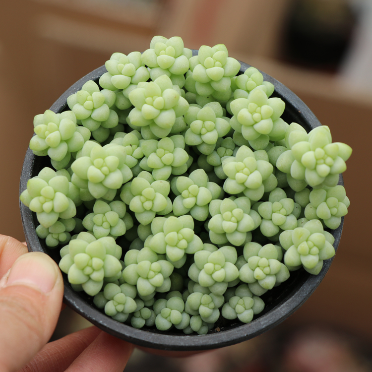 多肉玉缀新玉缀玉坠新玉坠彩虹老桩群生多头植物室内花卉盆栽