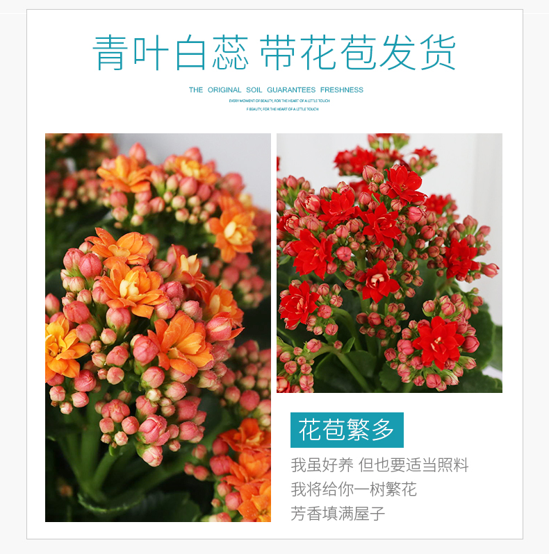 长寿花带花苞盆栽重瓣花四季开花大花苗植物室内阳台
