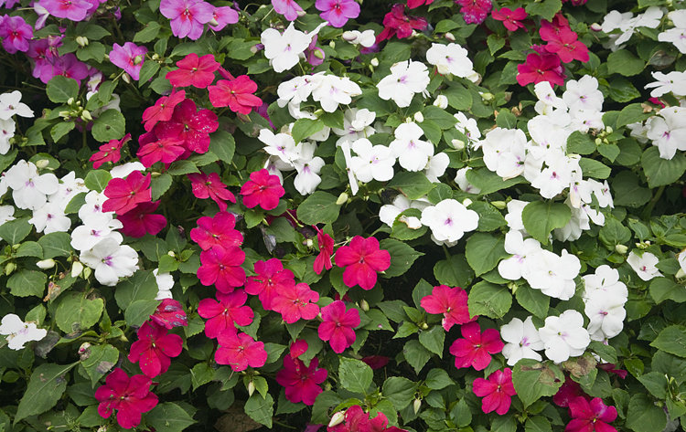 七彩凤仙花种子四季种易活开花不断室内阳台盆栽庭院指甲花卉种籽_特