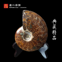 Natural Madagascar fortune snail Spotted color snail fossil Jade Snail Rough stone strange stone ornament specimen Special new product