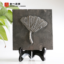 Natural sea lilies Animal plants Fish fossils Rough paleontological fossil specimens Fine science gift ornaments