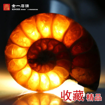 Natural spotted color snail Jade snail transport snail Ammonite Paleontology Fish fossil teaching specimen Rough stone strange stone ornaments