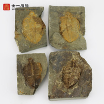 Fine trilobite crown worm Paleontological fossil Rough teaching specimen Wolf fin fish Insect plant strange stone ornaments