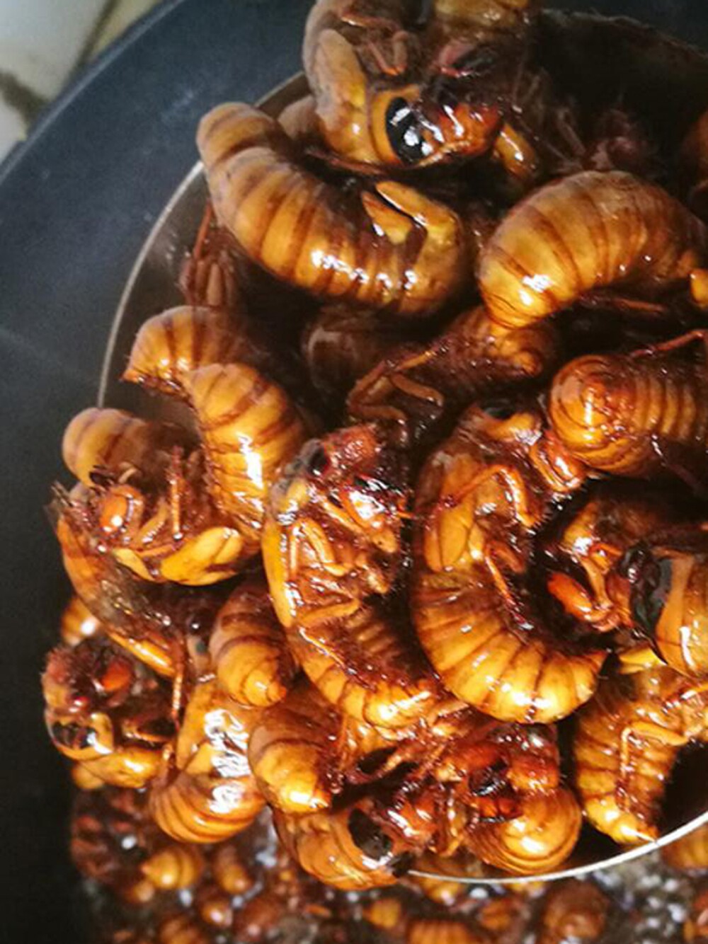 极趣活体冷冻知了猴