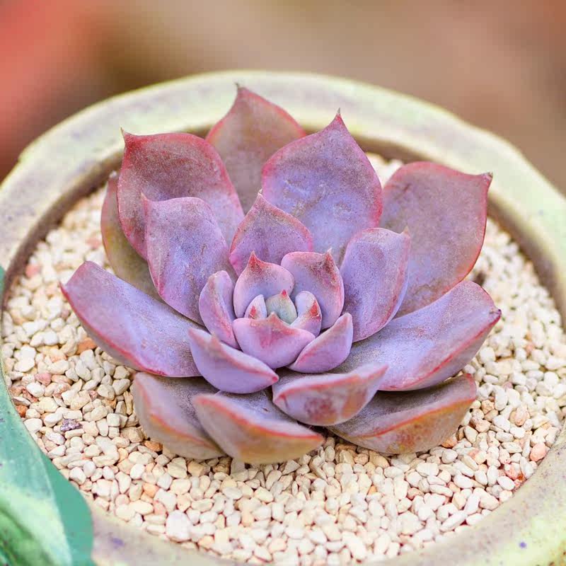 多肉植物盆栽菲奥娜菲欧娜精美办公室桌面肉肉植物组合盆栽不含盆_7折