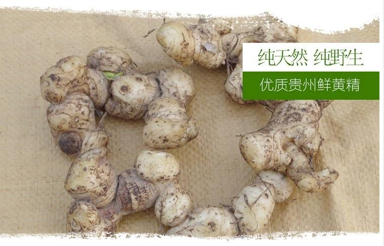 贵州山区新鲜野生黄精鲜黄精生黄精天然滋补品现挖现卖七斤起包邮_7折