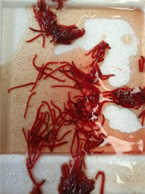 冰冻冷冻红虫血虫赤虫丰年虾鱼虫糠虾大水蚤洄水小鳞虾青蹦