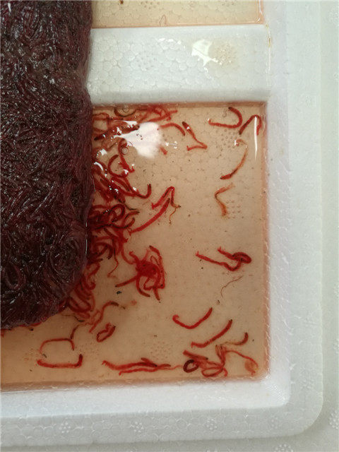 冰冻冷冻红虫血虫赤虫丰年虾鱼虫糠虾大水蚤洄水小鳞虾青蹦