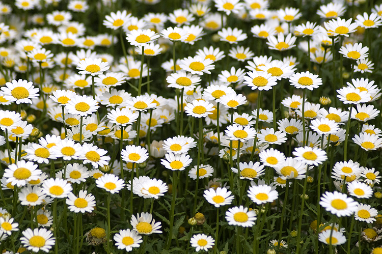 白晶菊种子盆栽花卉种孑小白菊花种易活四季开花种籽子小雏菊室外