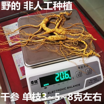 Cizhen Ginseng ginseng wild for more than 40 years of wild ginseng Changbai Mountain First class wild ginseng 1 gram price 3 gr filming