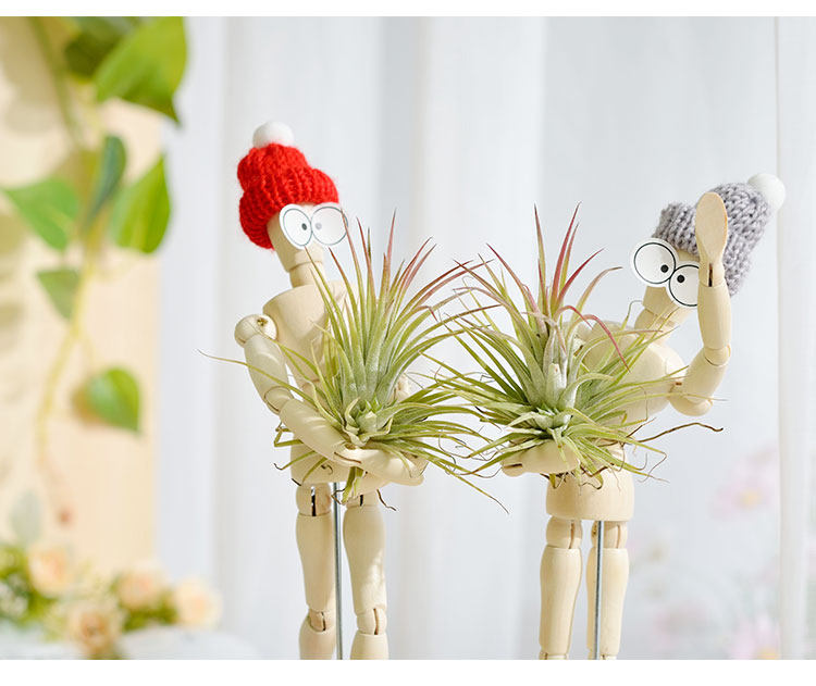 木偶人空气凤梨摆件 无土栽培植物 创意盆栽礼物 桌面趣味绿植