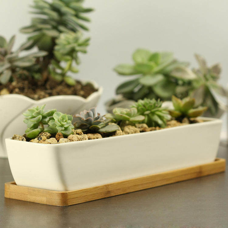 趣玩园艺办公桌书桌花盆托盘多肉植物花盆底托陶瓷托盘竹托盘