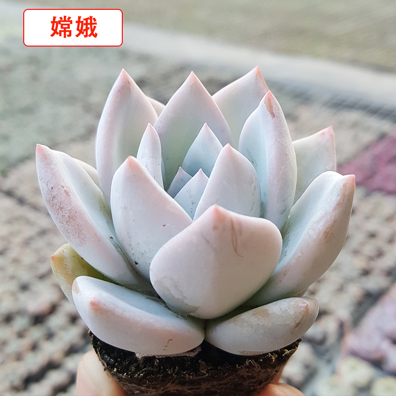 多肉 嫦娥多肉植物盆栽花卉绿植 萌肉肉防辐射 果冻萌物小贵 新手_7折
