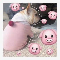 Dadou four-legged clothing four-legged clothing dog clothing large size Fat Dog four-legged clothing