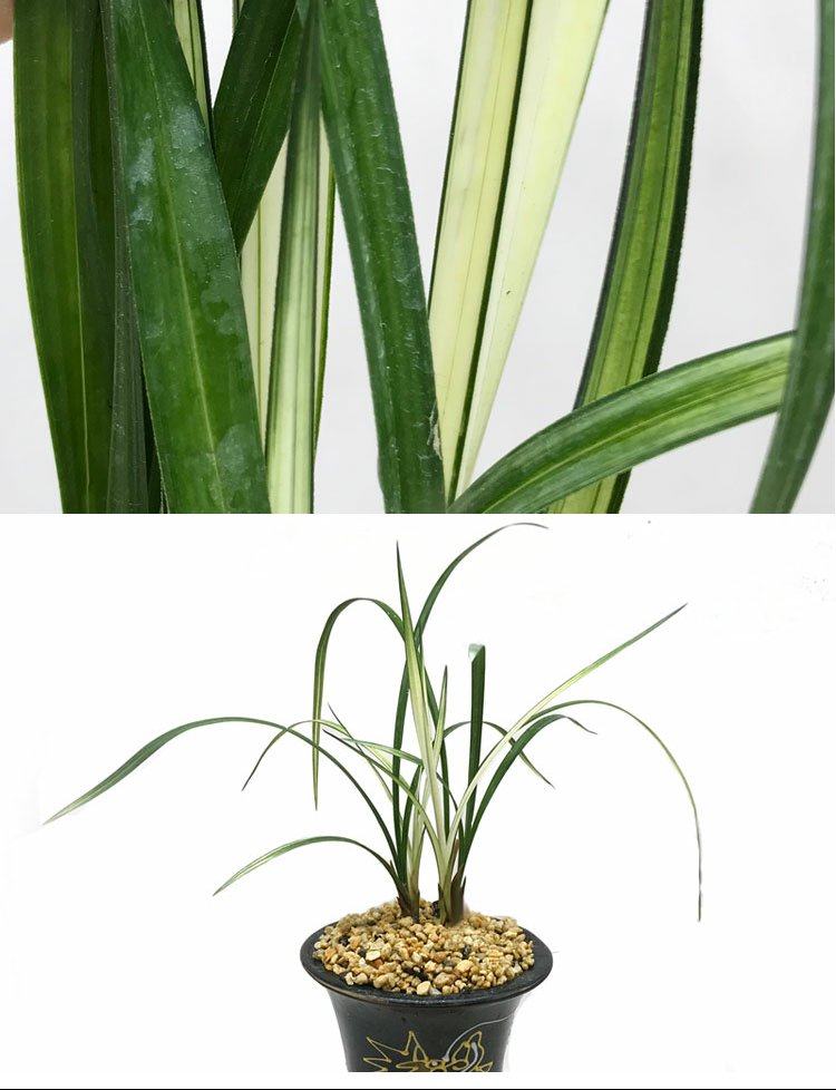 兰花苗春剑先明线艺瓷白中透 春剑名品变色龙 花卉绿植盆栽