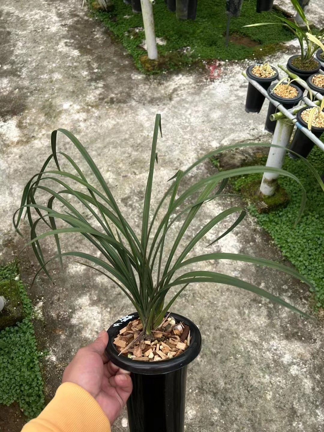 精品兰花蕙兰红舌红素～夕颜～花期带浓香花苞室内花卉促销包邮