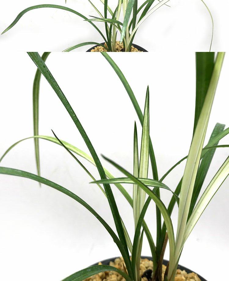 兰花苗春剑先明线艺瓷白中透 春剑名品变色龙 花卉绿植盆栽