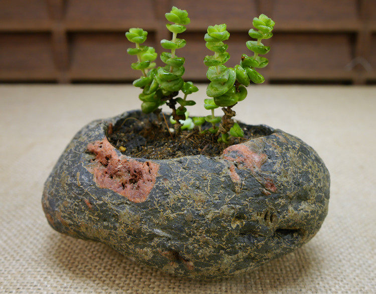 原生态天然石头花盆创意双孔鹅卵石花器水培多肉植物盆栽绿植包邮