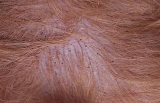 【知识】狗狗常见六种皮肤病的防治