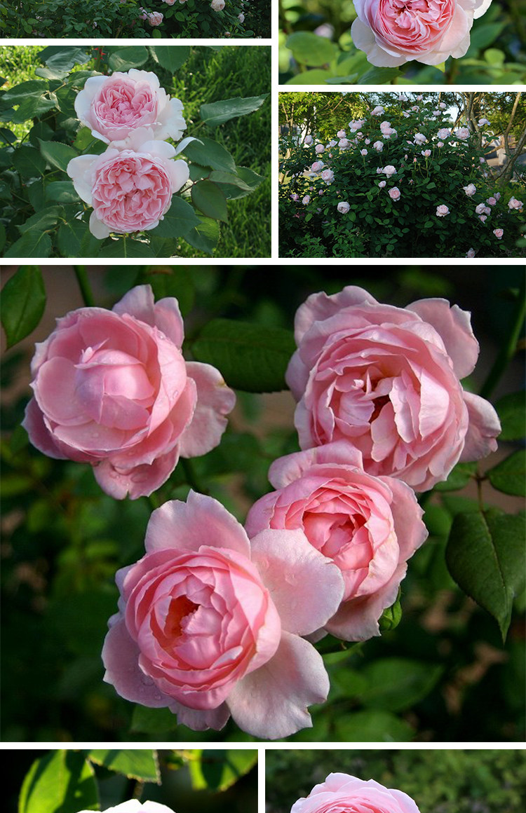 a47圣塞西莉亚青莲居奥斯丁玫瑰苗盆栽加仑强香灌木多季庭院月季