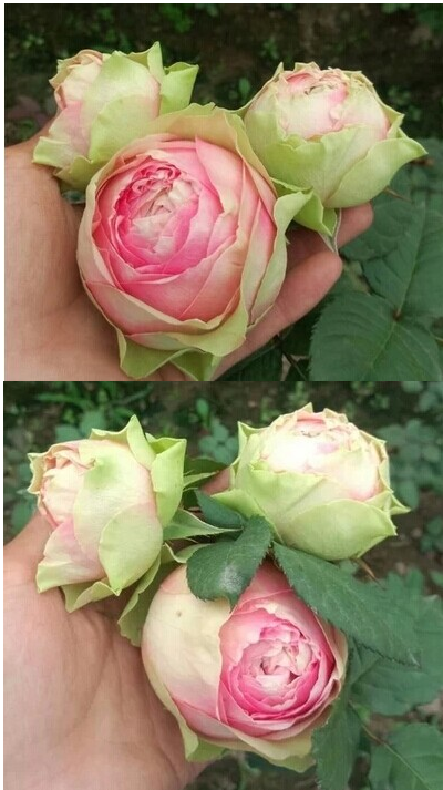 欧月花苗灌木月季 朱丽叶 火龙果等盆栽多年生花卉庭院植物