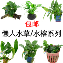 Water Banyan Series Dovetailed Banyan Size Ballet Dpa Banyan Size Water Banyan Gold Banyan Gold Banyan Thai Sharp Leaf Banyan