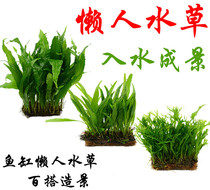 Crown grass Middle and rear view grass Landscaping negative aquatic grass fine leaf large leaf iron crown antler iron lazy aquatic grass can be bundled