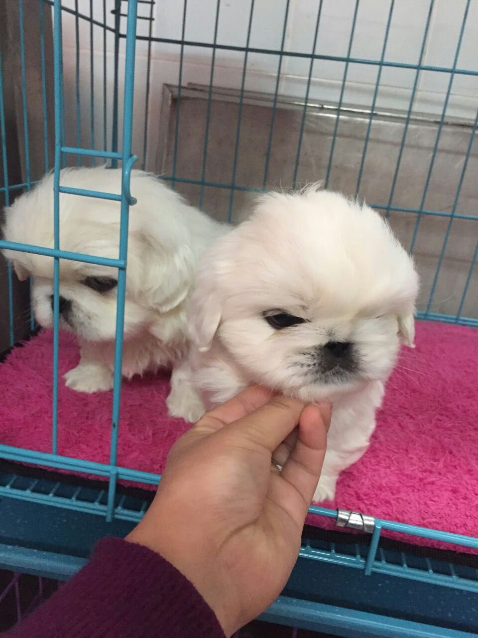 纯种白京巴北京犬宠物小狗幼犬 可上门 两个月大