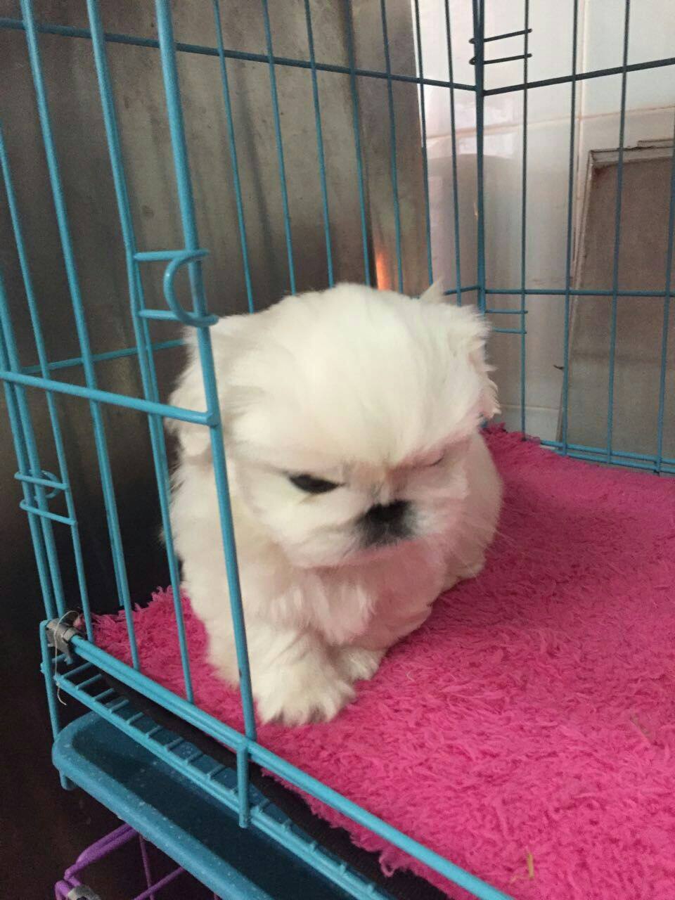 纯种白京巴北京犬宠物小狗幼犬 可上门 两个月大