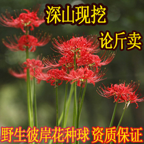 Bana seed ball Safflower lycopene flower Manzhusha four seasons potted flowers Indoor green plant flower mandala seed ball