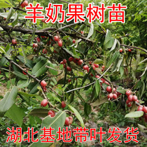 Sheeps milk fruit tree seedlings Sheeps milk fruit seedlings Precious fruit tree seedlings Fruit saplings Sheeps milk black blind fruit