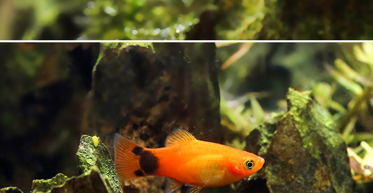 三色牡丹月光鱼米奇鱼玛丽鱼活体观赏鱼鱼缸水族箱活体宠物包邮