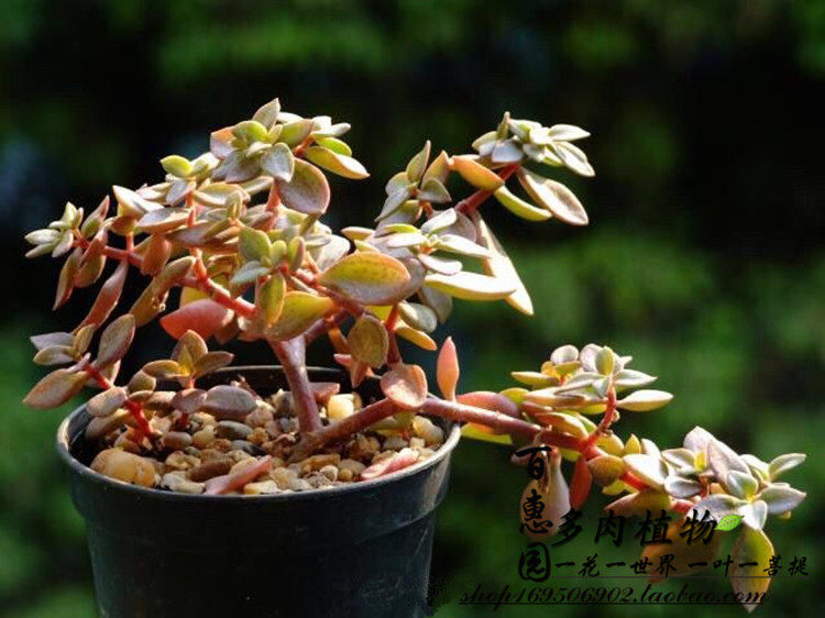 百惠园多肉植物雨心多头群生办公室迷你盆栽防辐射特价