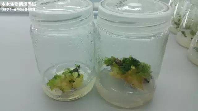 花箭直接形成的愈伤组织