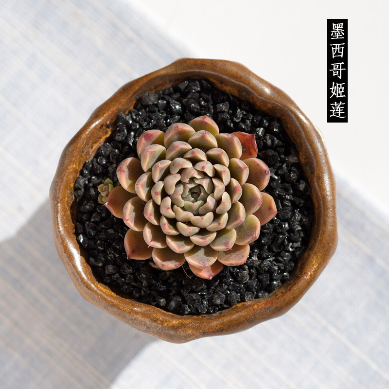 墨西哥姬莲 多肉 墨姬 多肉植物小型品种露养皮实紧凑新手入门_7折