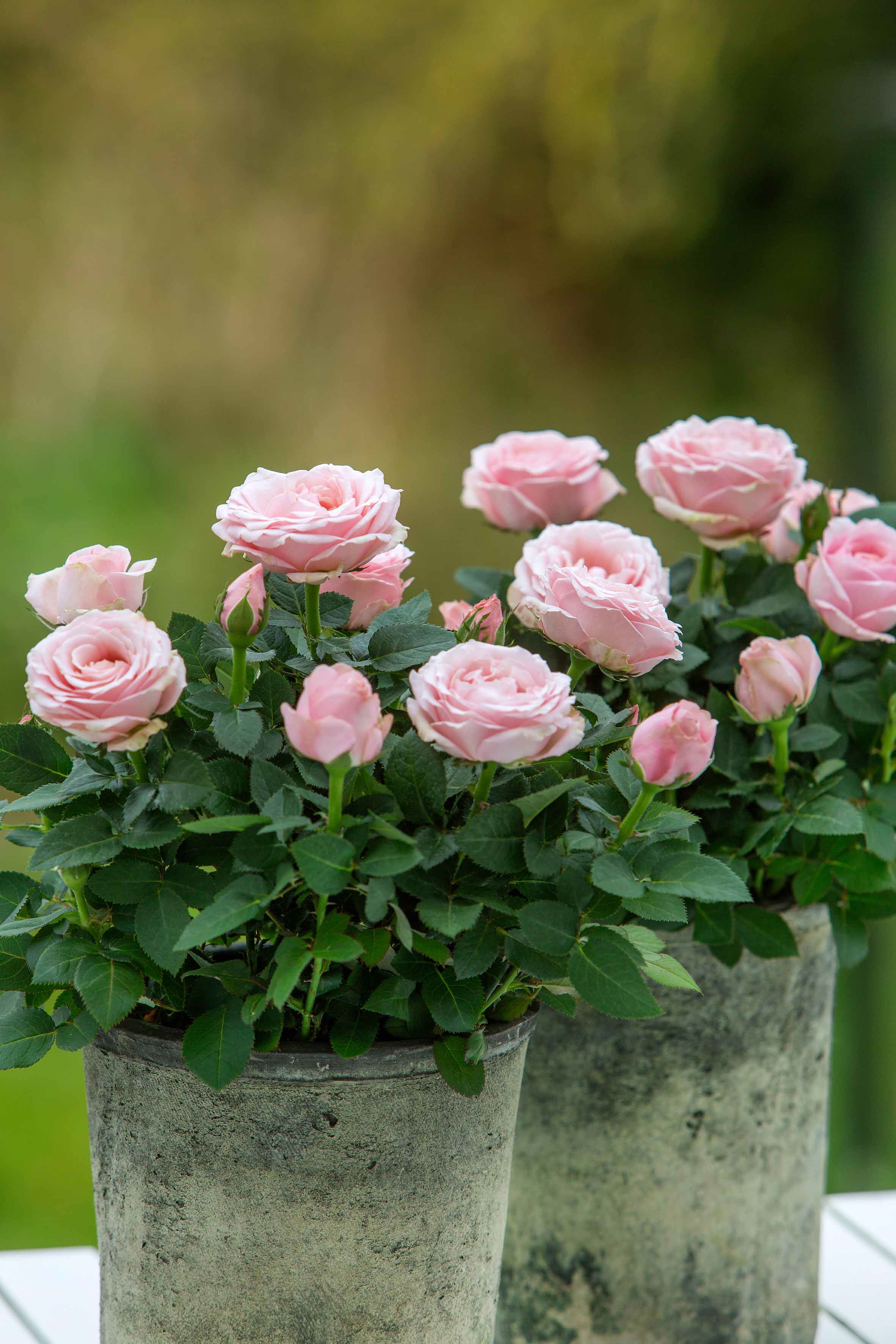 欧洲月季大花微月英菲尼迪玫瑰花苗室外庭院阳台鲜花盆栽花卉