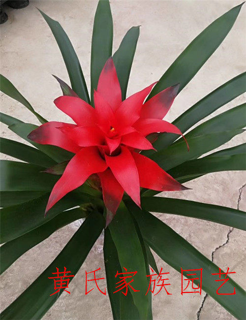 红鸿运当头,_大山谷图库