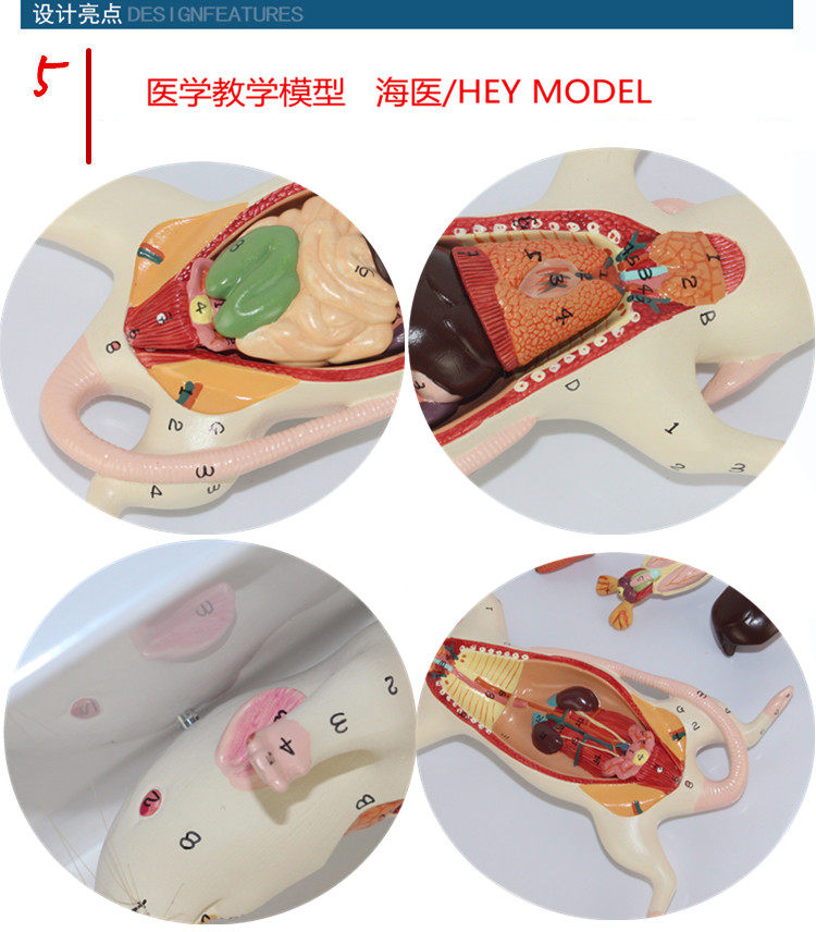 海医(hey model)小白鼠解剖模型 老鼠内脏器官模型 老鼠生理构造