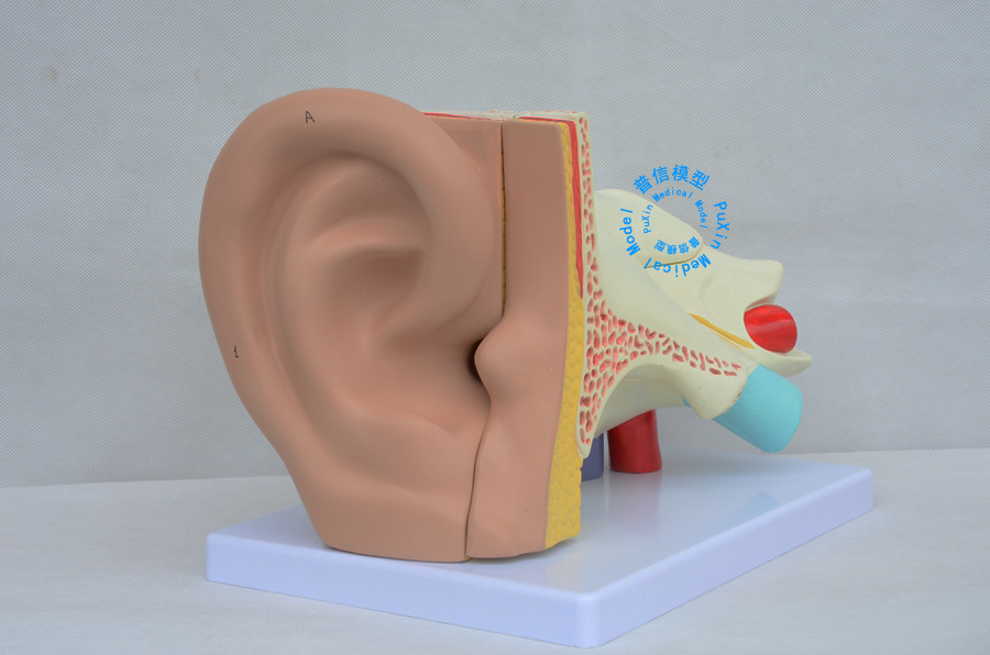 普信 耳朵模型 人耳模型 耳科模型 医用 解剖模型 ear model