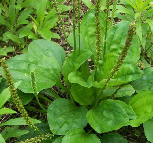 新鲜车前草 野生车轮菜 牛舌菜 车前子 新鲜现挖 500g 带根满包邮_7折