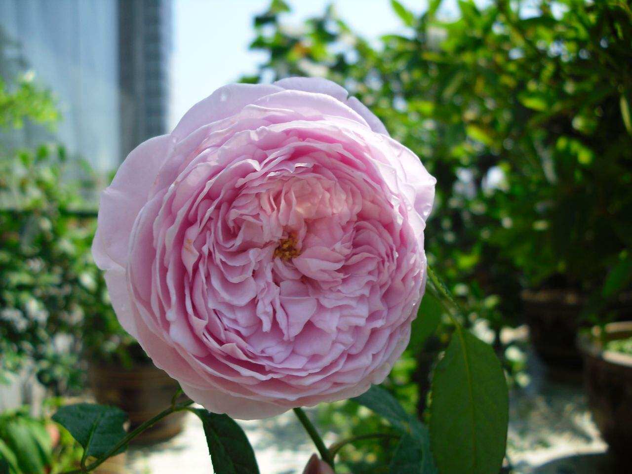 芳香花卉,家里的天然香薰