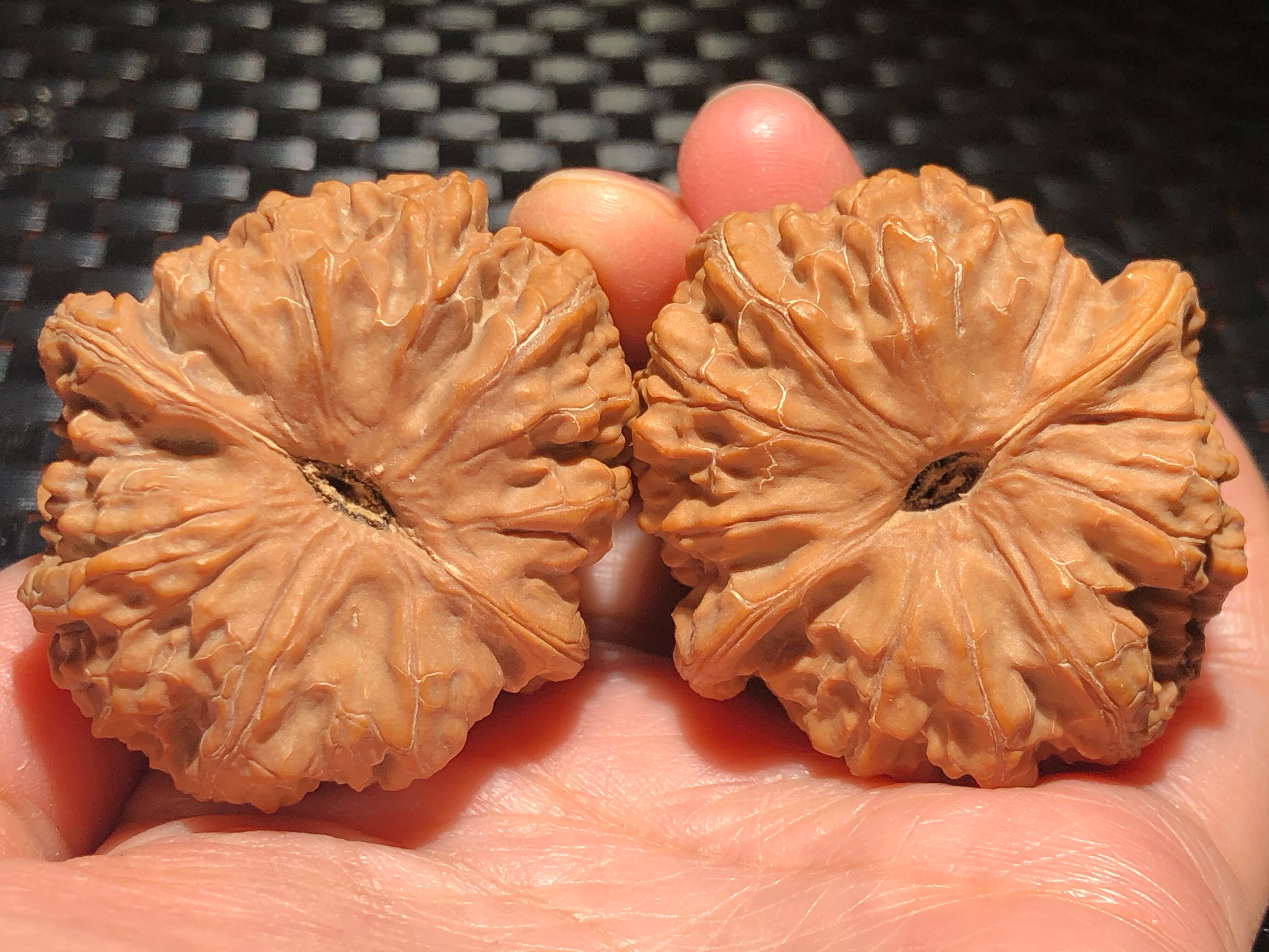 核核美美文玩核桃野生小众蓟县老树元宝狮子头精品收藏级a578