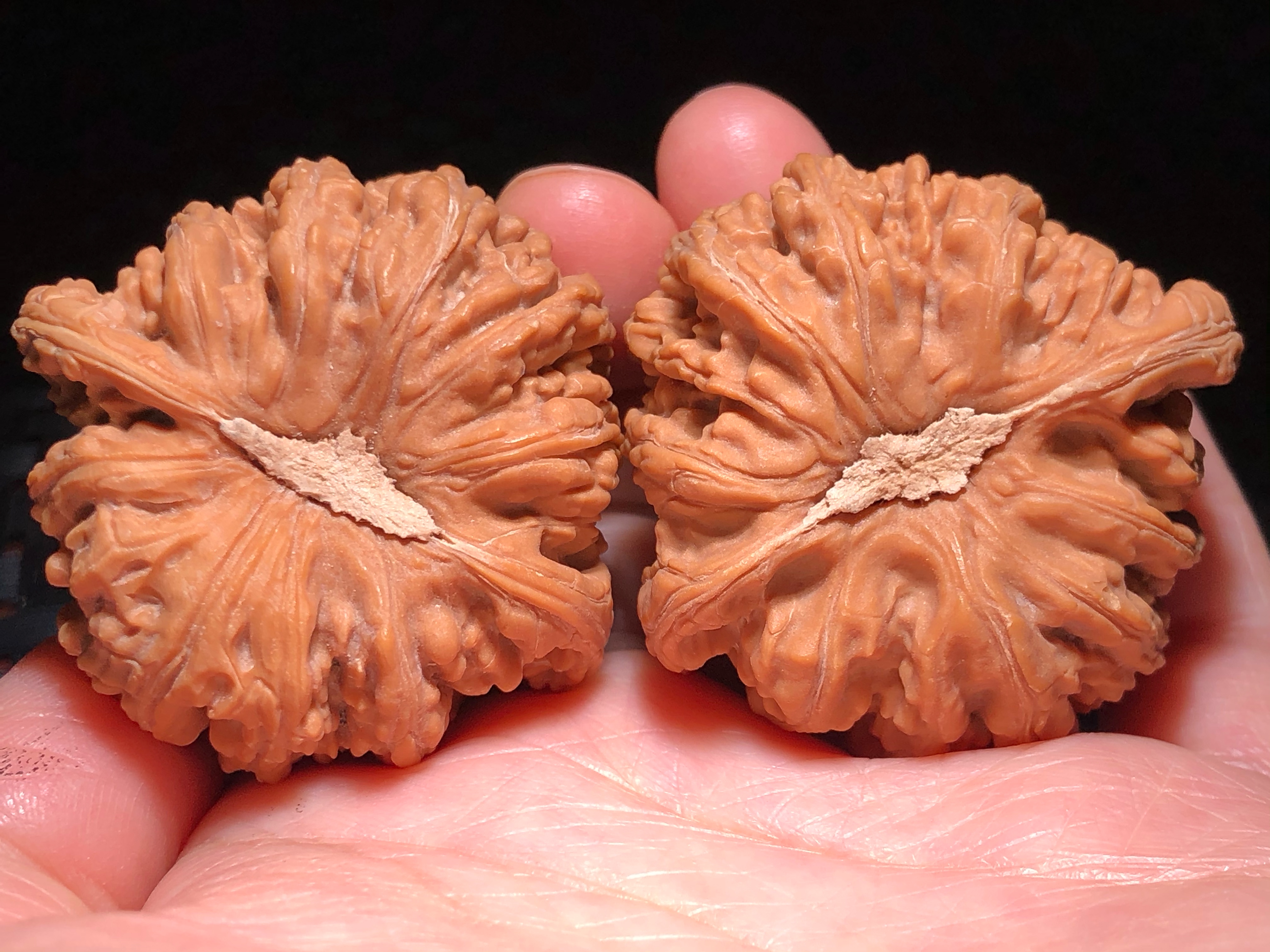 核核美美文玩核桃42.0正宗野生小众密纹狮子头精品收藏级a480