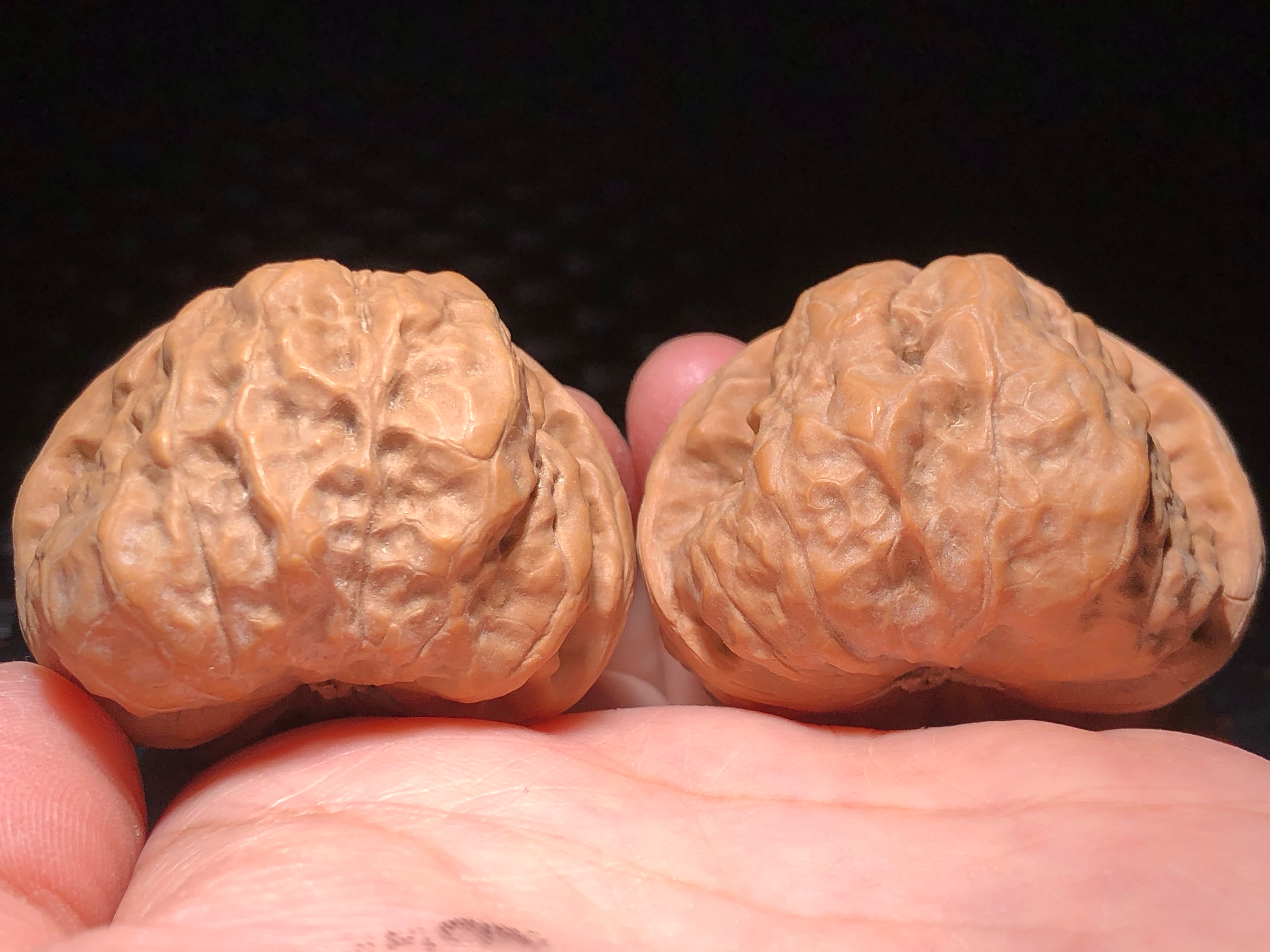 核核美美文玩核桃41.2金蟾蛤蟆头狮子头精品收藏级a547