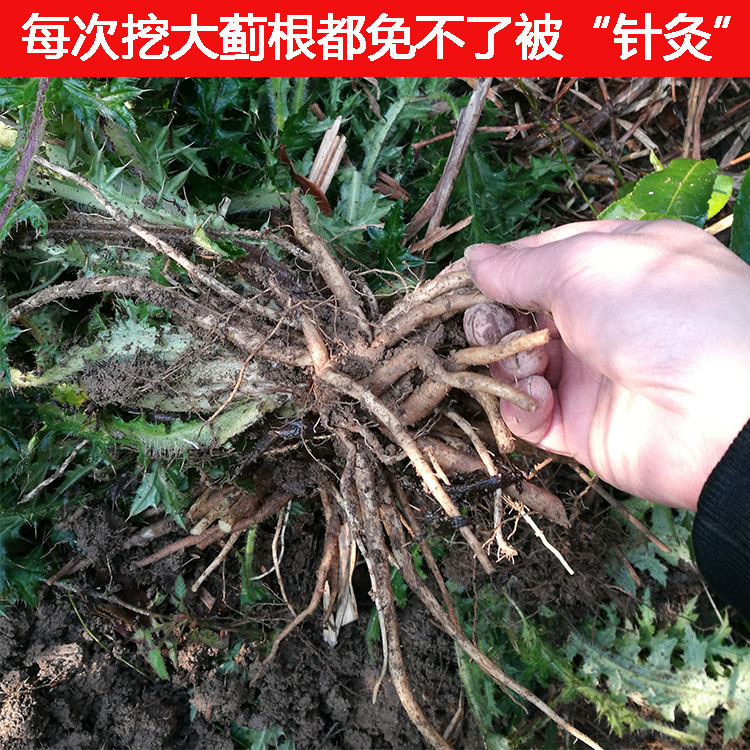 浙江野生大蓟根 虎蓟 刺蓟 精选 500克 包邮 野芥菜根