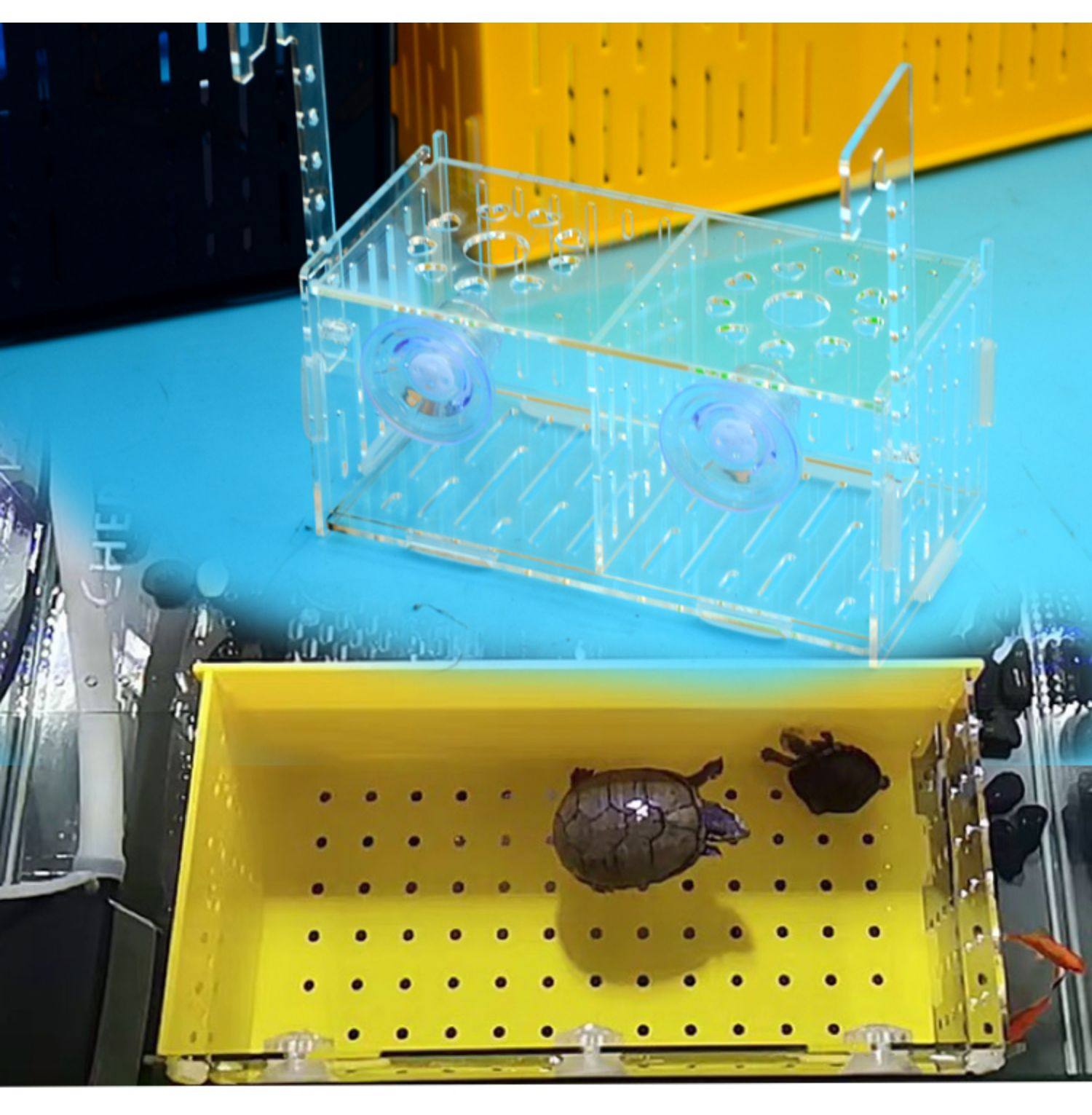 亚克力鱼缸隔离盒乌龟隔离孵化盒黑色黄透明吸盘挂钩剃刀窄桥龟苗