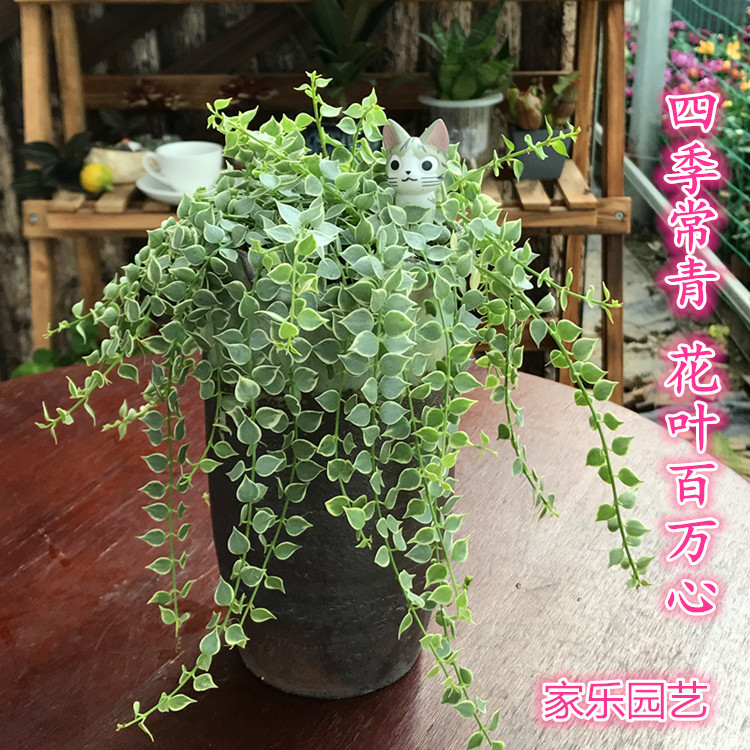 吊金钱多肉植物串钱藤垂吊篮花卉室内阳台百万心纽扣玉藤肉肉盆栽