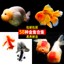 Goldfish live fish cold water ornamental fish Lanshou Taishi gilt gold fish small body fresh water good breeding resistant live grass Fry Feed